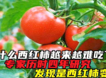 揭秘：西红柿口感下降之谜